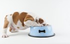 bulldog-puppy-eating-from-dog-bowl-on-white-background-148201836-59c82624054ad90011837798